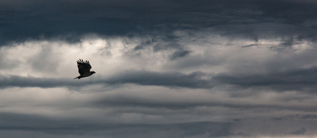 Distant Eagle at dusk