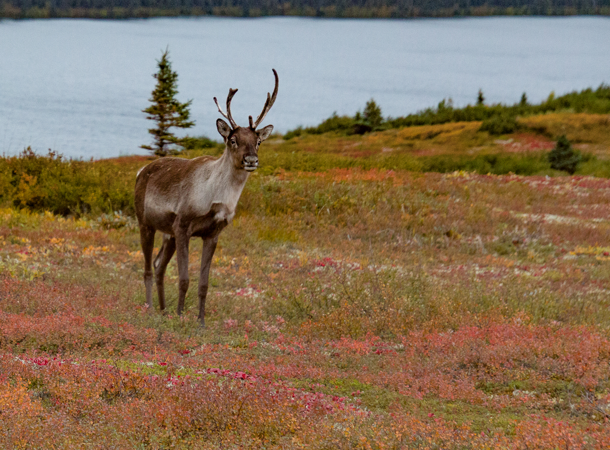 Caribou (young male)