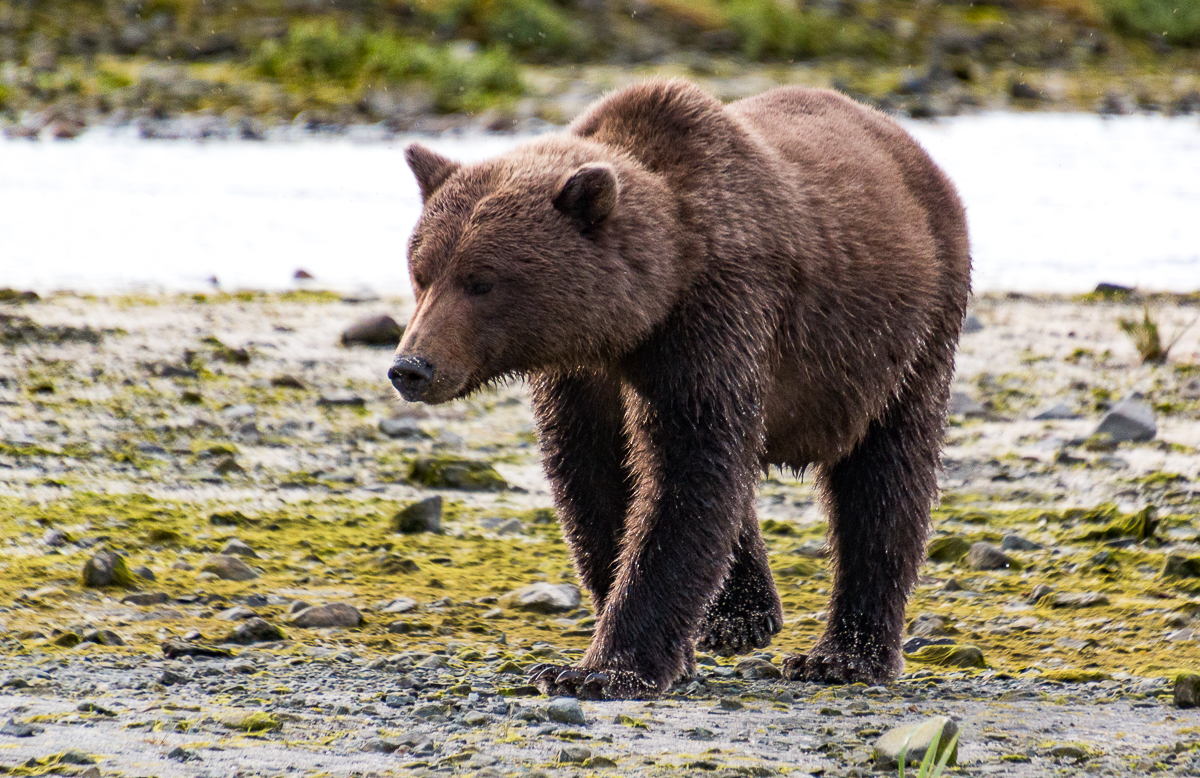 Kodiak bear