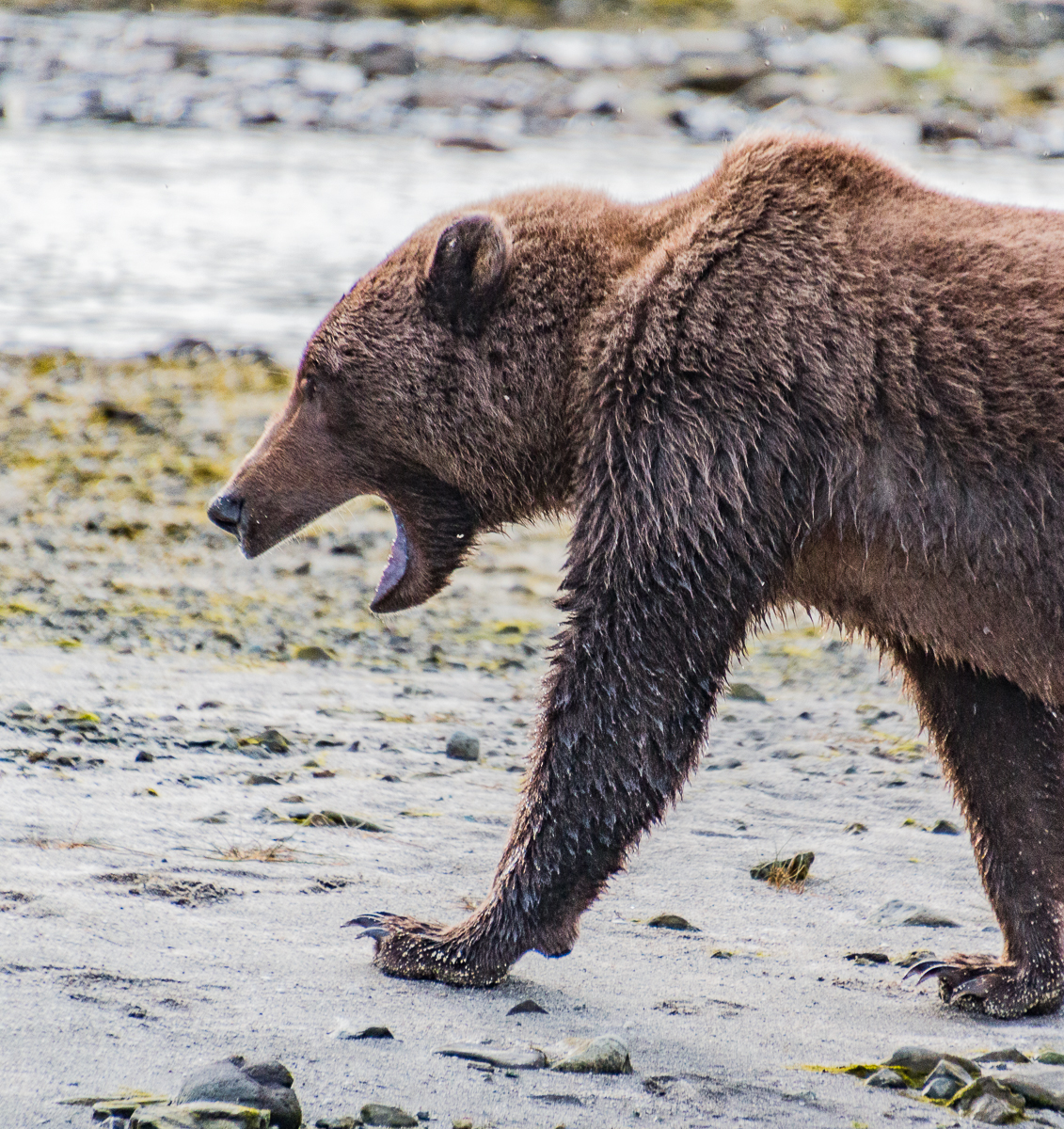 Juvenile Kodiak bear