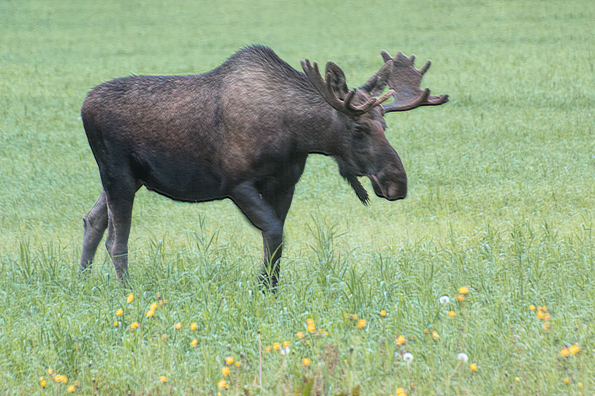 Young male moose