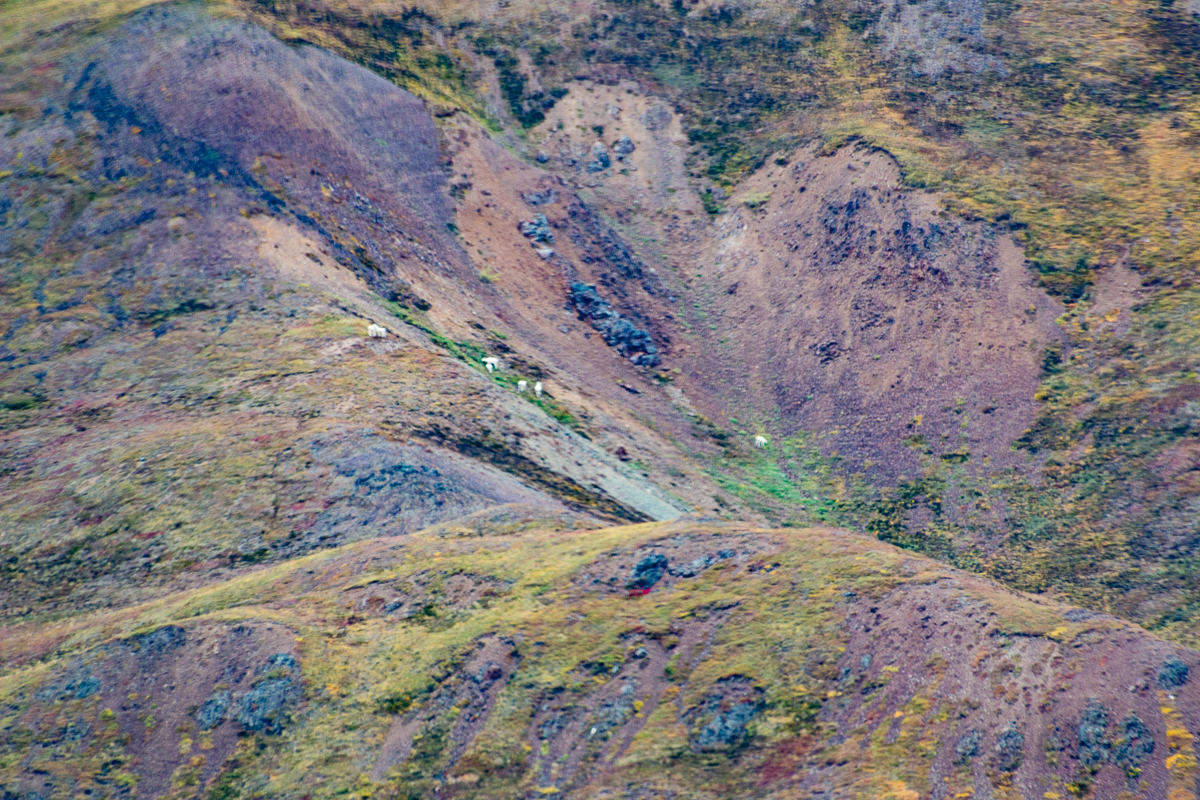 More Dall Sheep, fall color ground cover