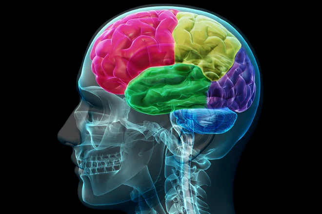 brain.jpg