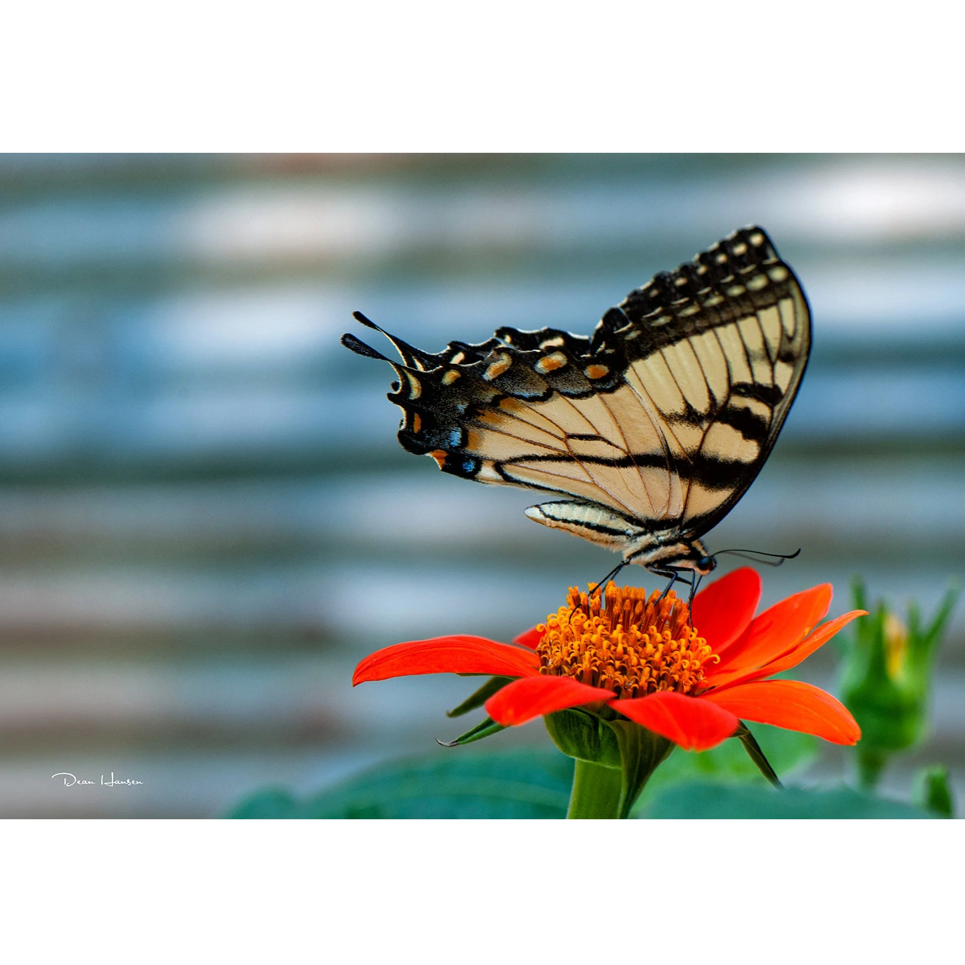 Yellow Swallow Tail.jpg