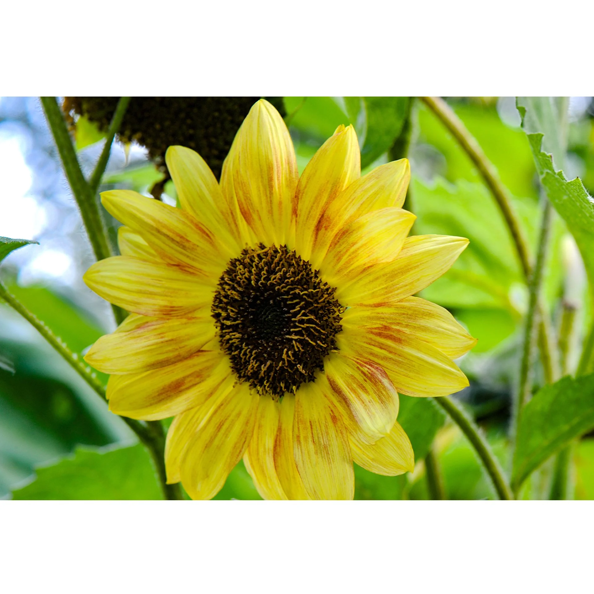 Sun Flower 1.jpg