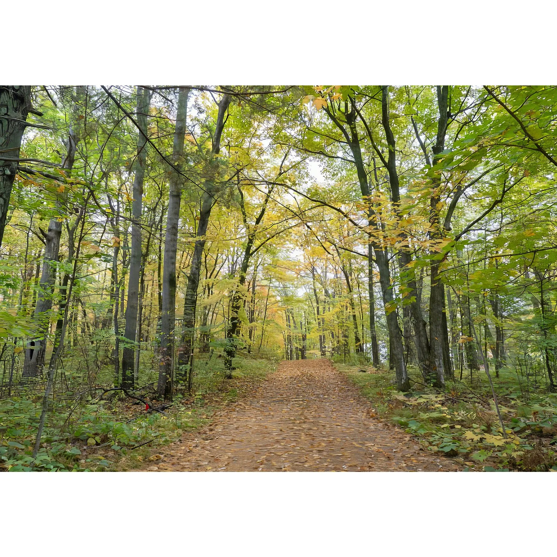 Road with Fall Leaves 2.jpg