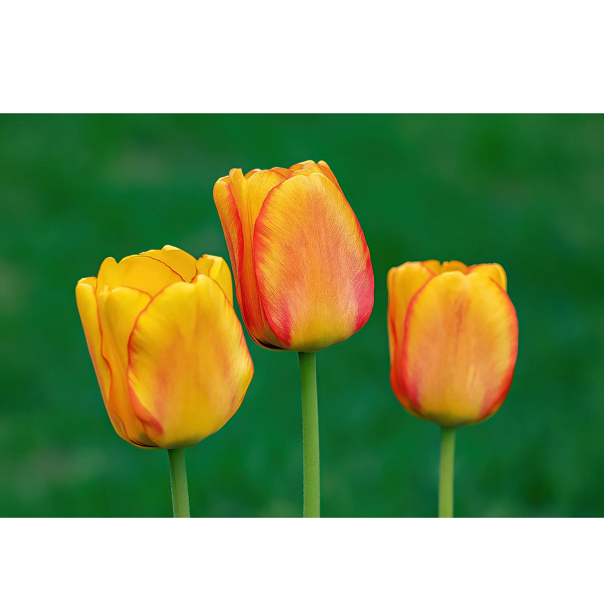 Tulips 4jpg.jpg