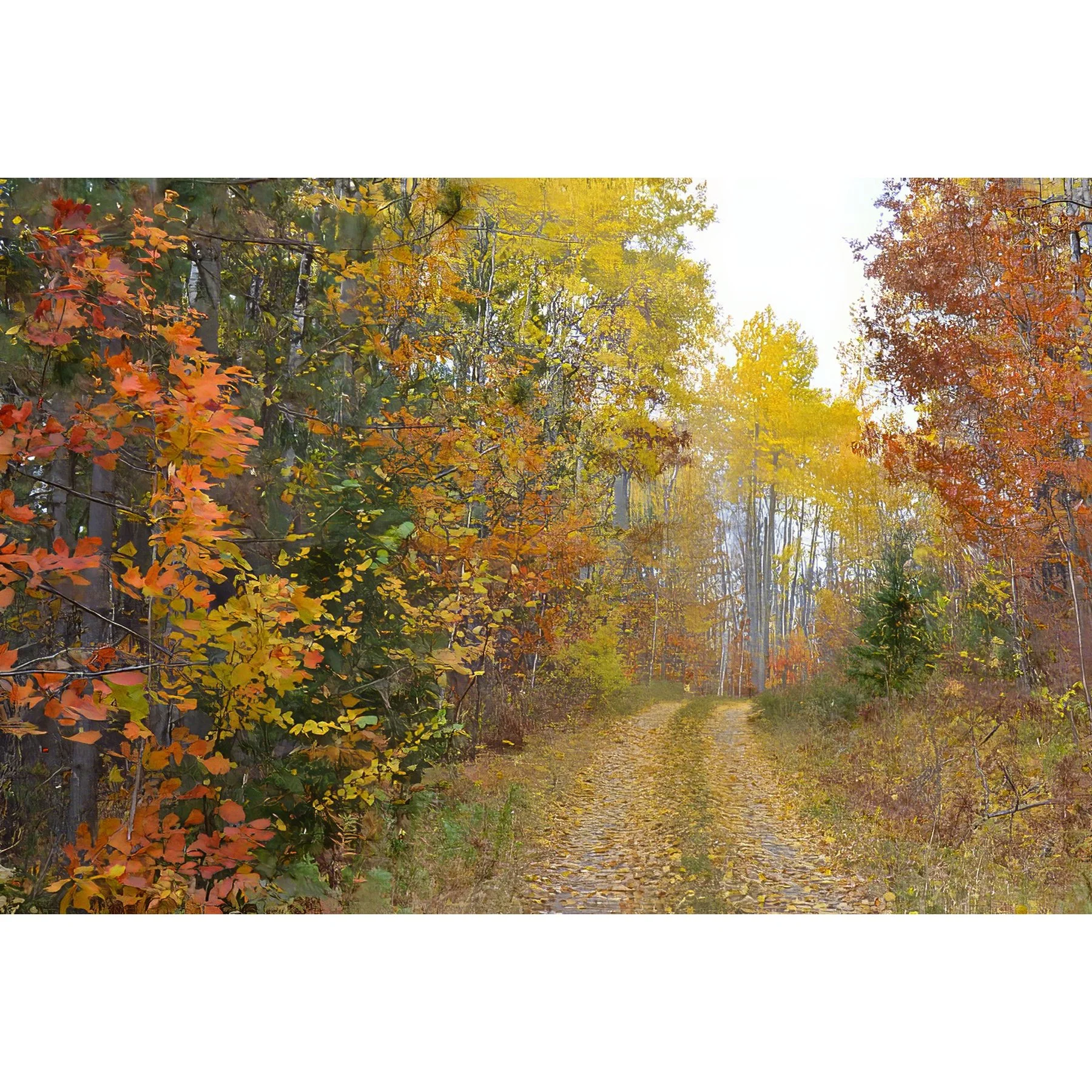 Road with Leaves.jpg