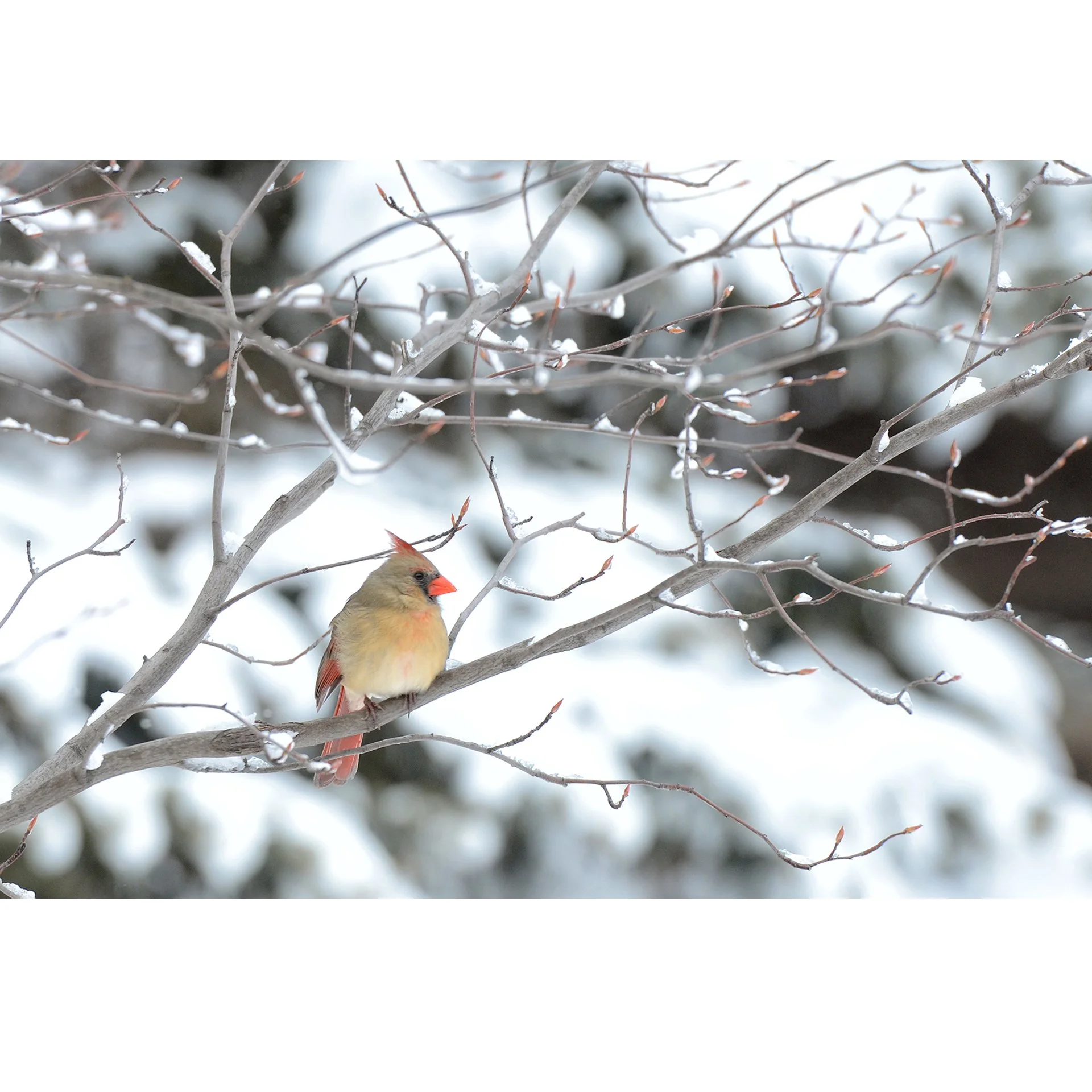 Female Cardinal.jpg