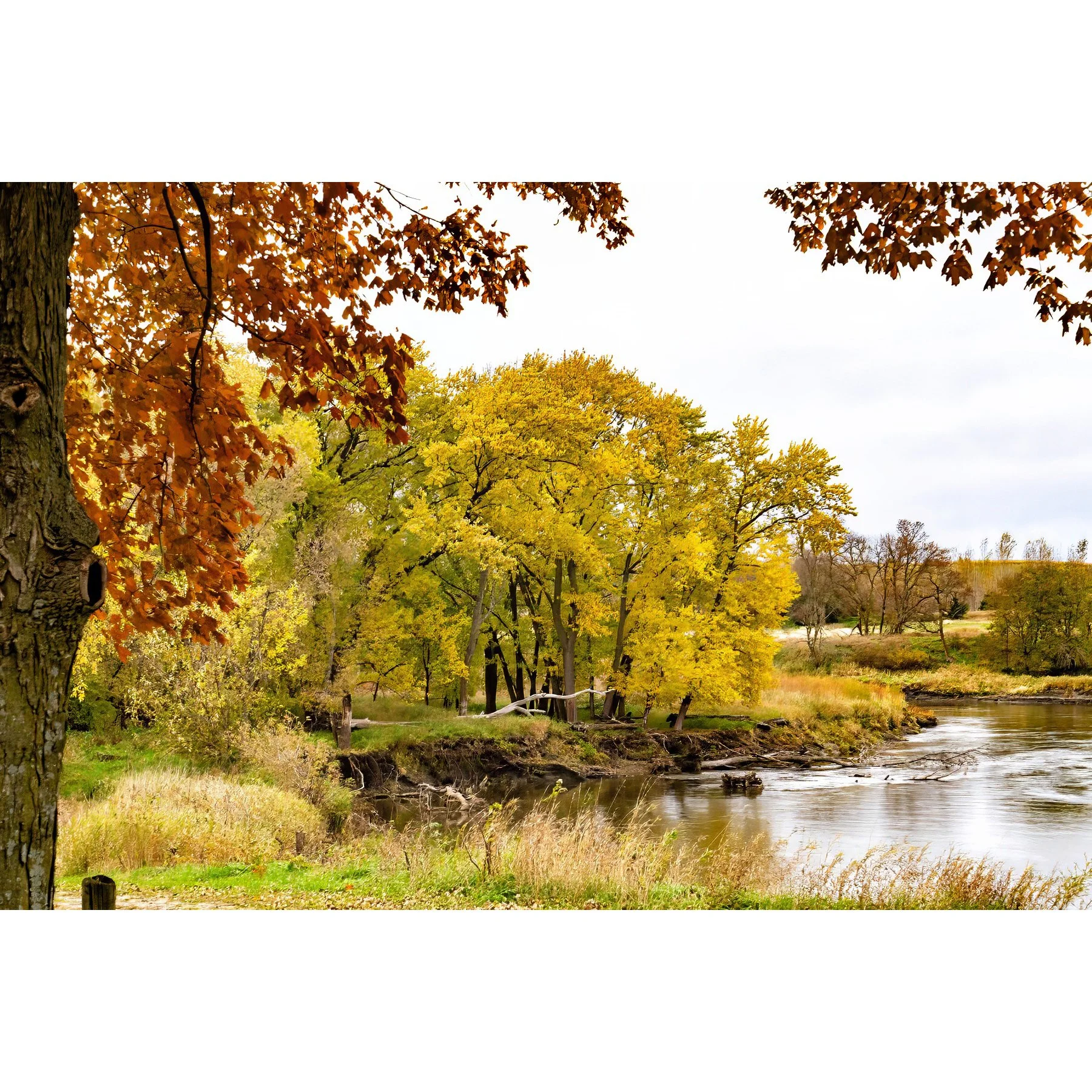 Fall Maple River 3.jpg