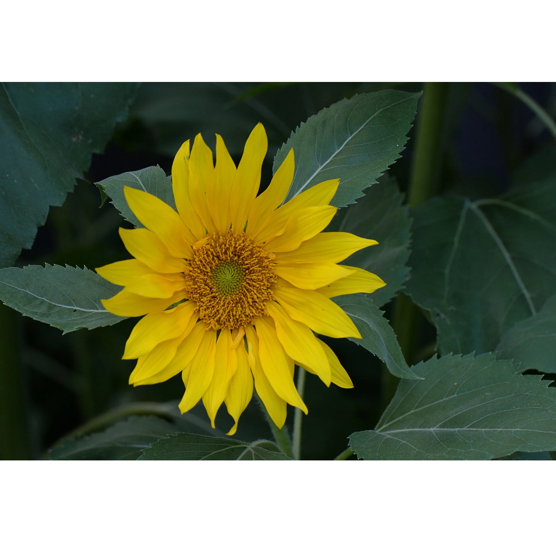 Sun Flower 4.jpg