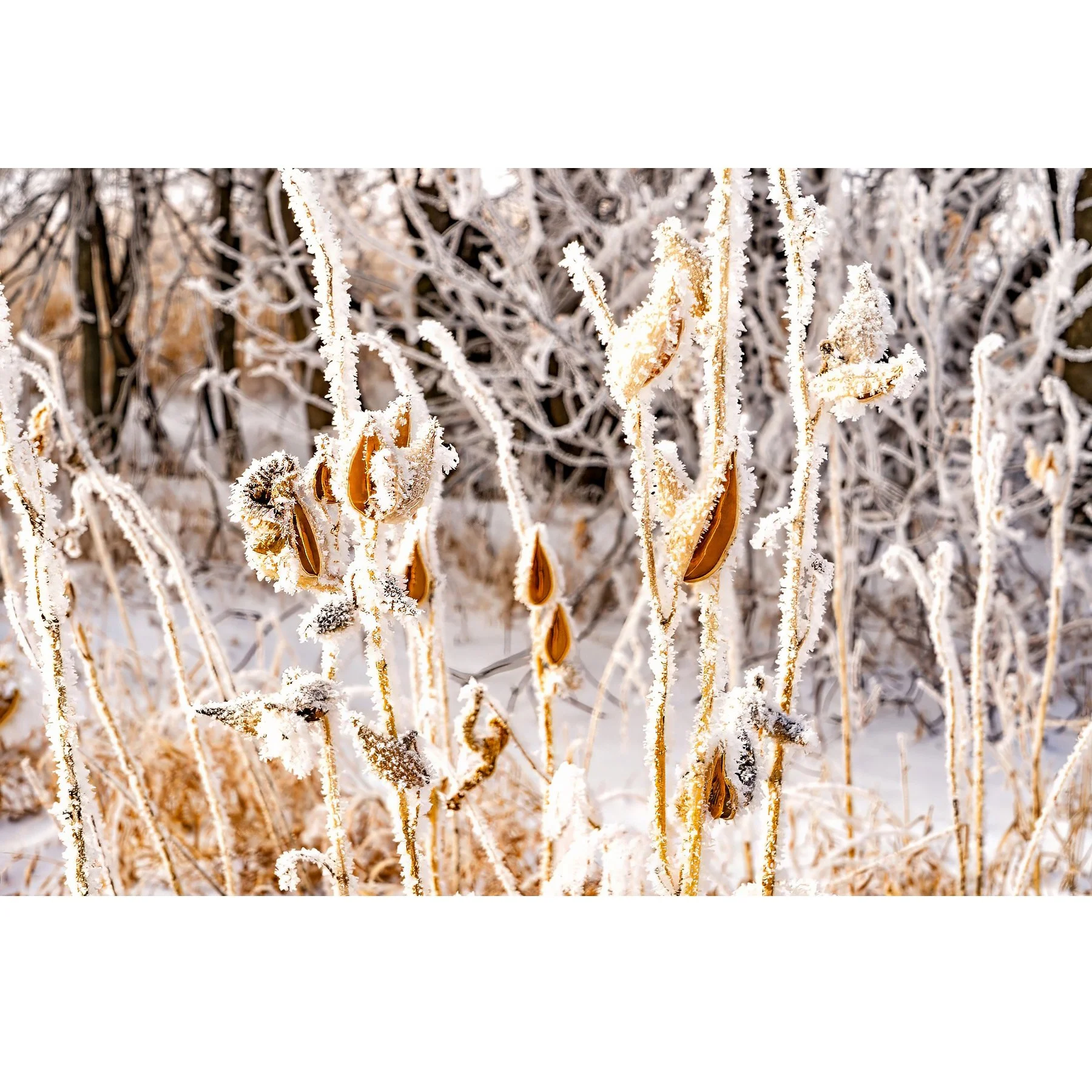 Frosty Milkweed.jpg