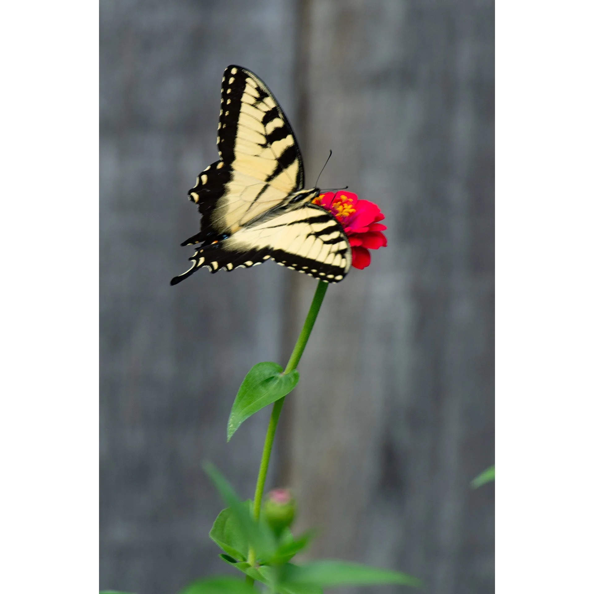 Yellow Swallowtail 2.jpg