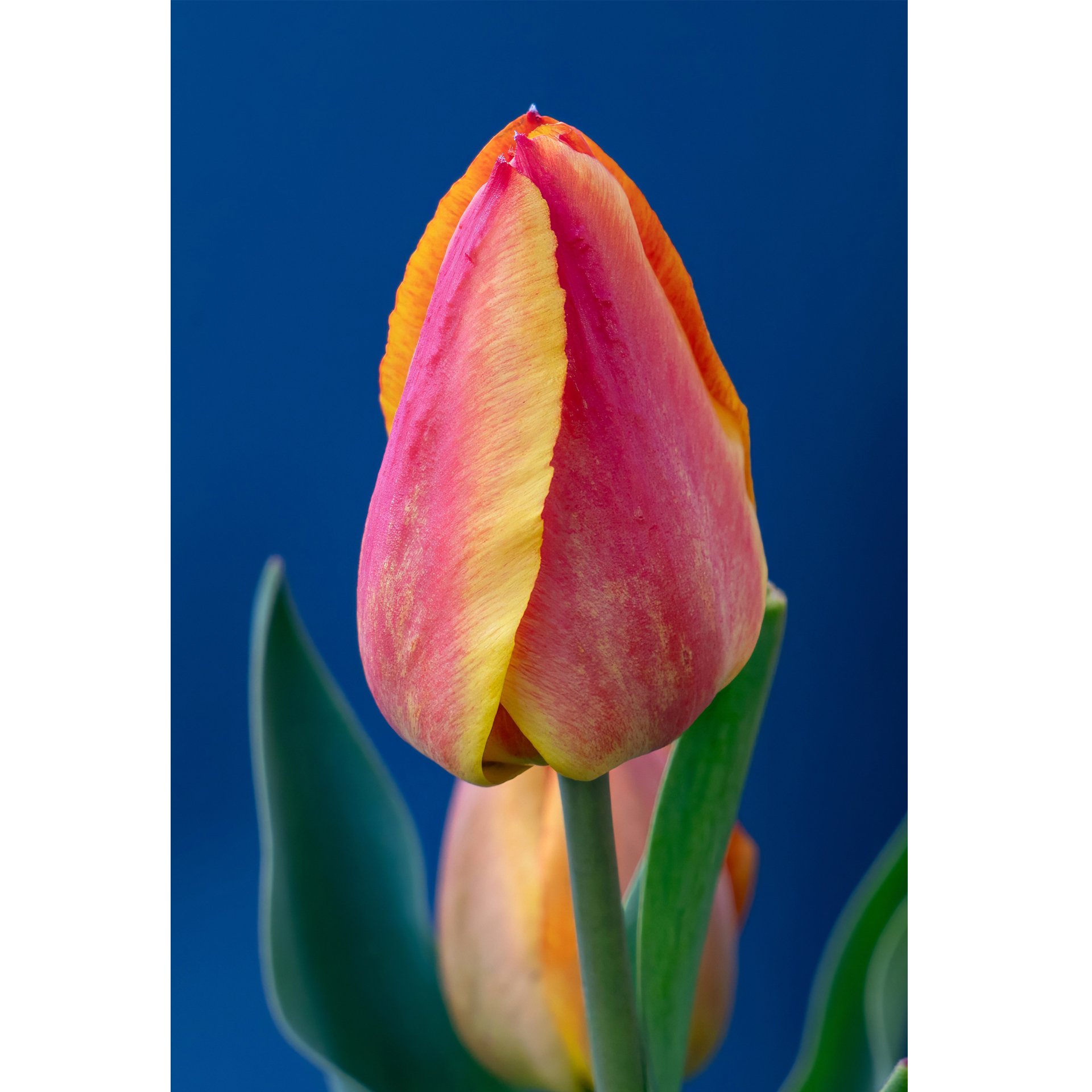 Tulip 5.jpg