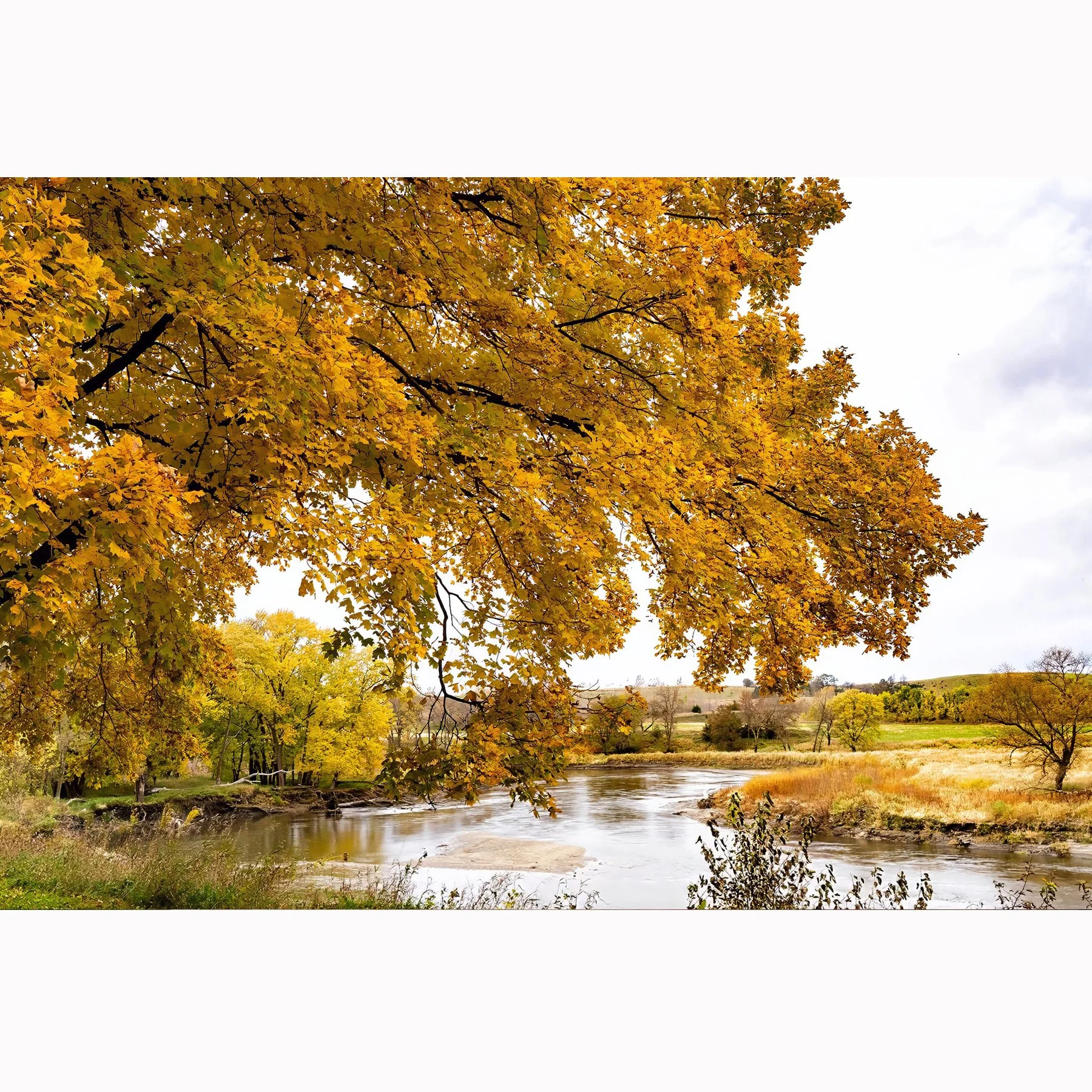 Gold Leaves over the River.jpg