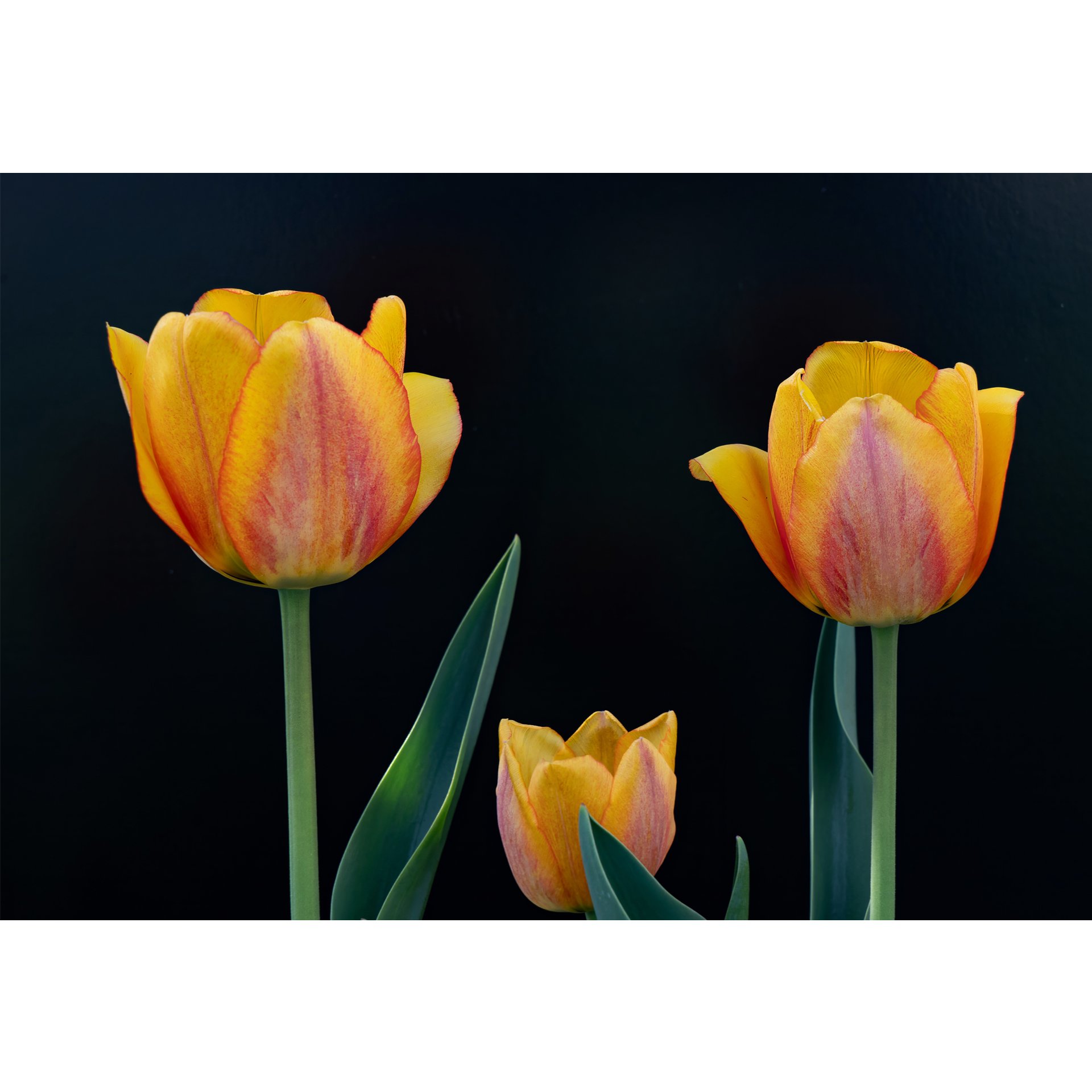 Tulips 3.jpg