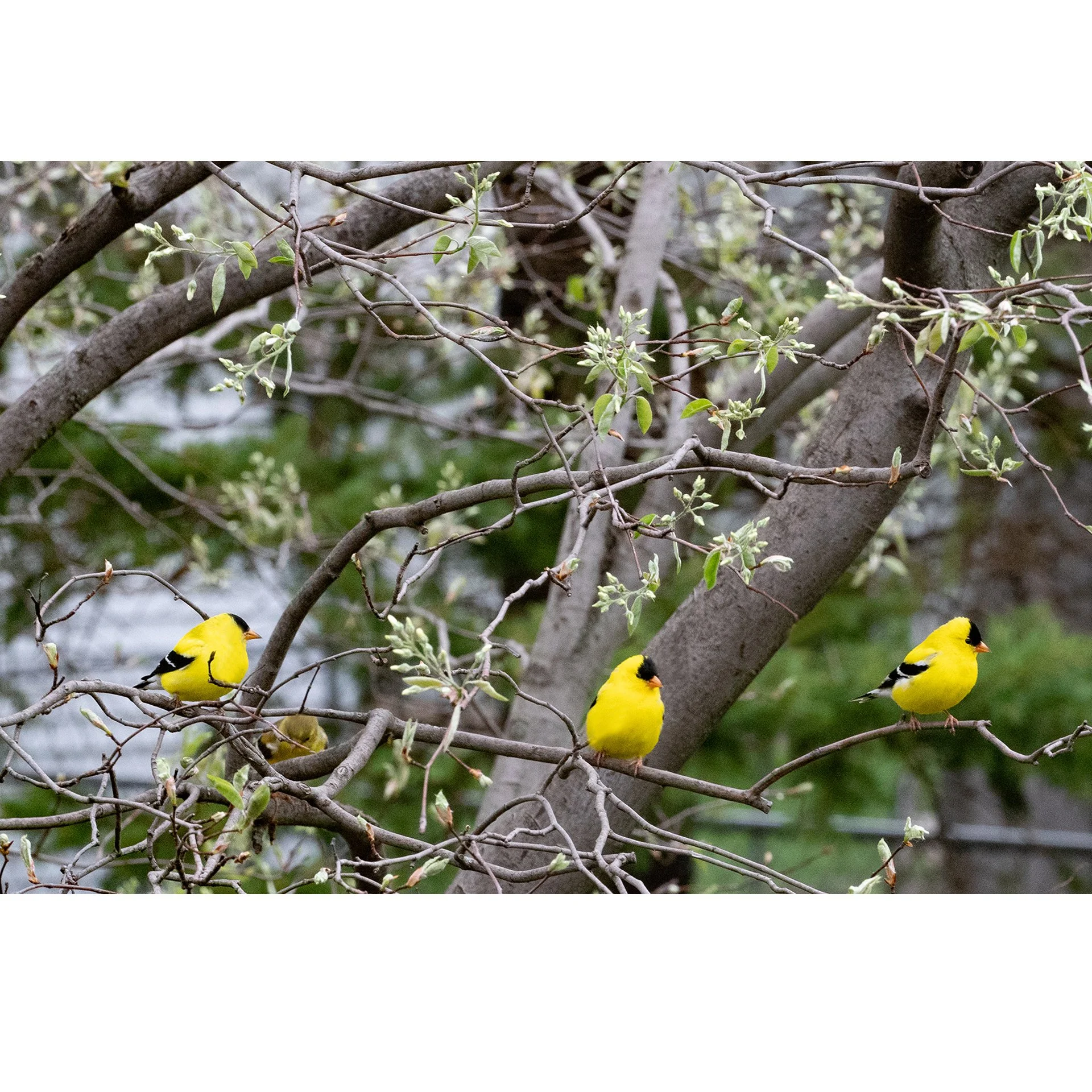 Three Gold Finch.jpg
