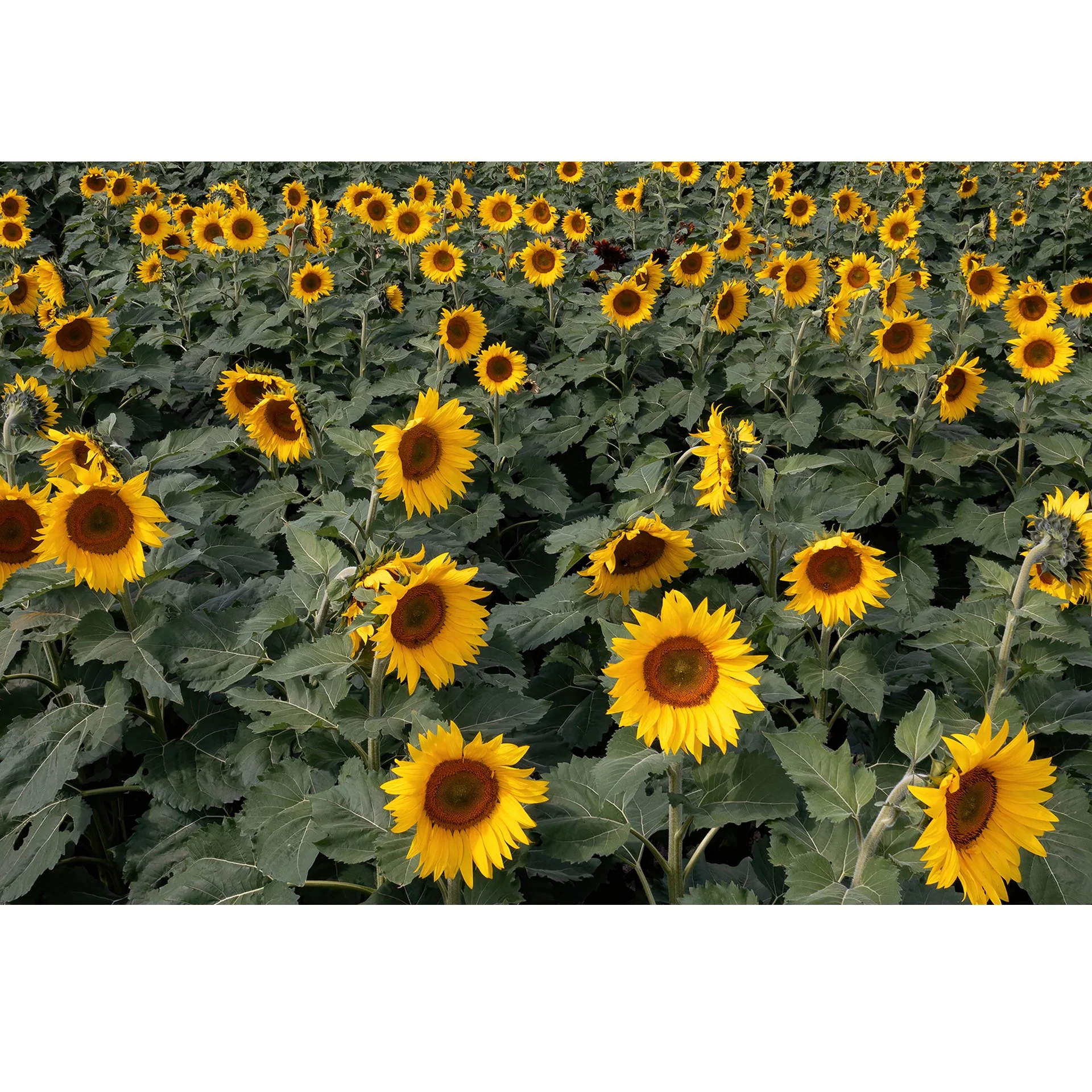 Sun Flowers.jpg