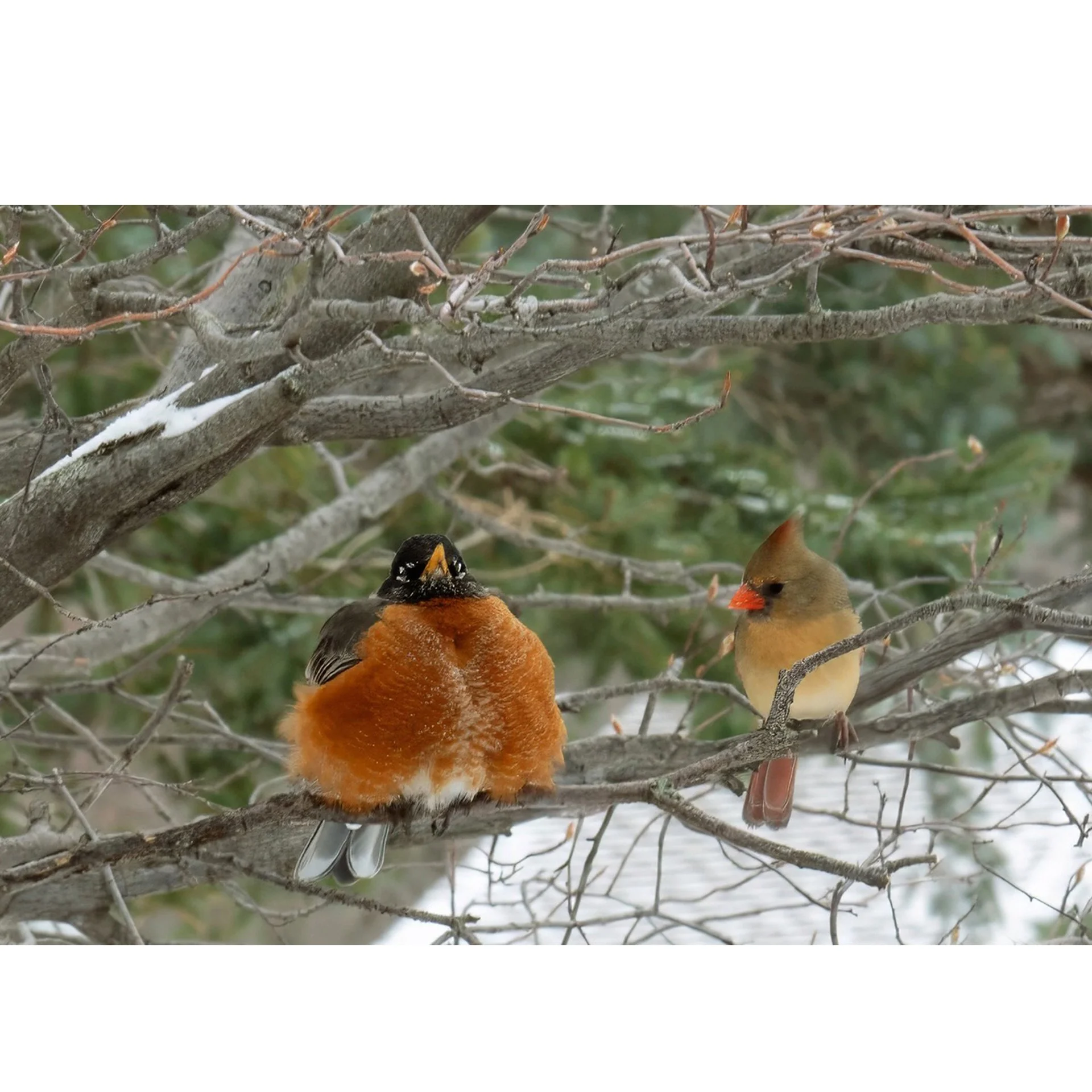 Robin and Cardinal.jpg