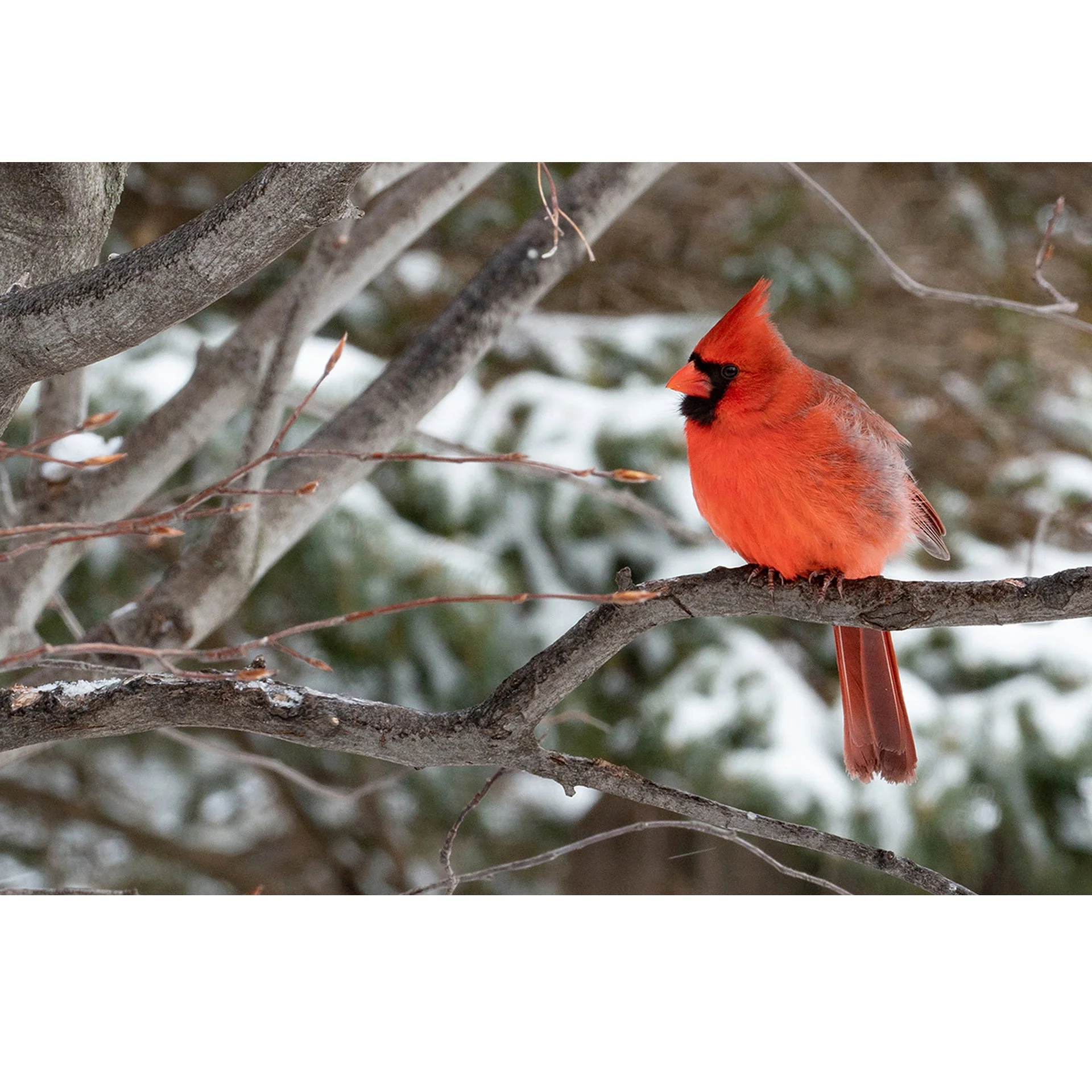 Male Cardinal.jpg
