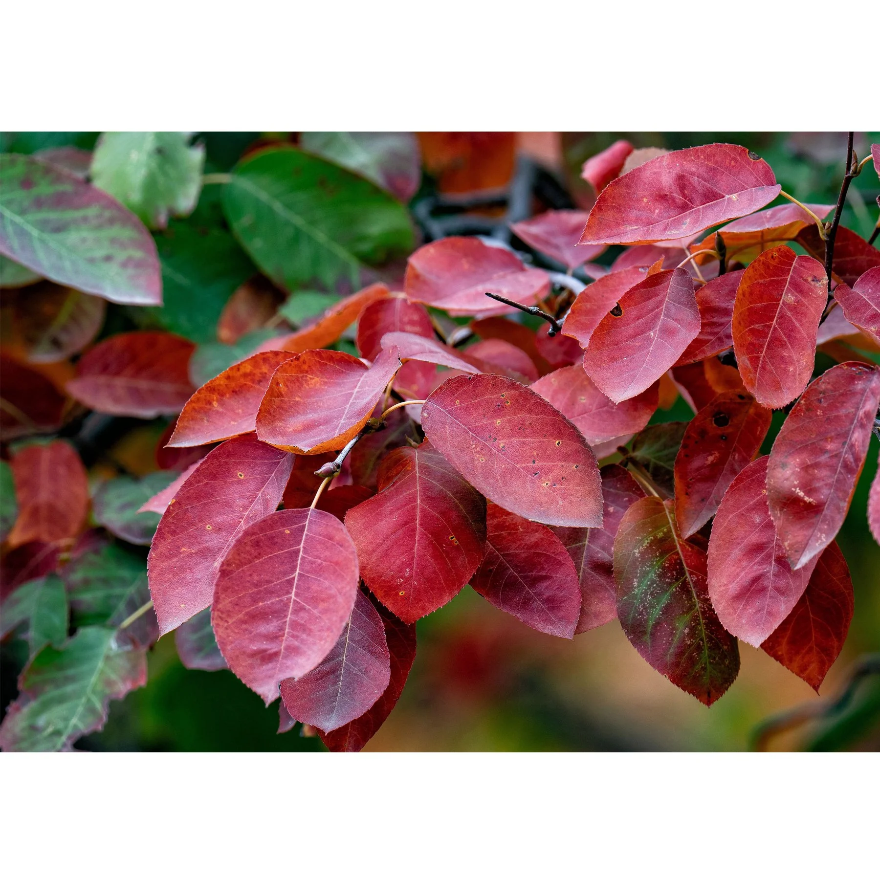Red Leaves 3.jpg