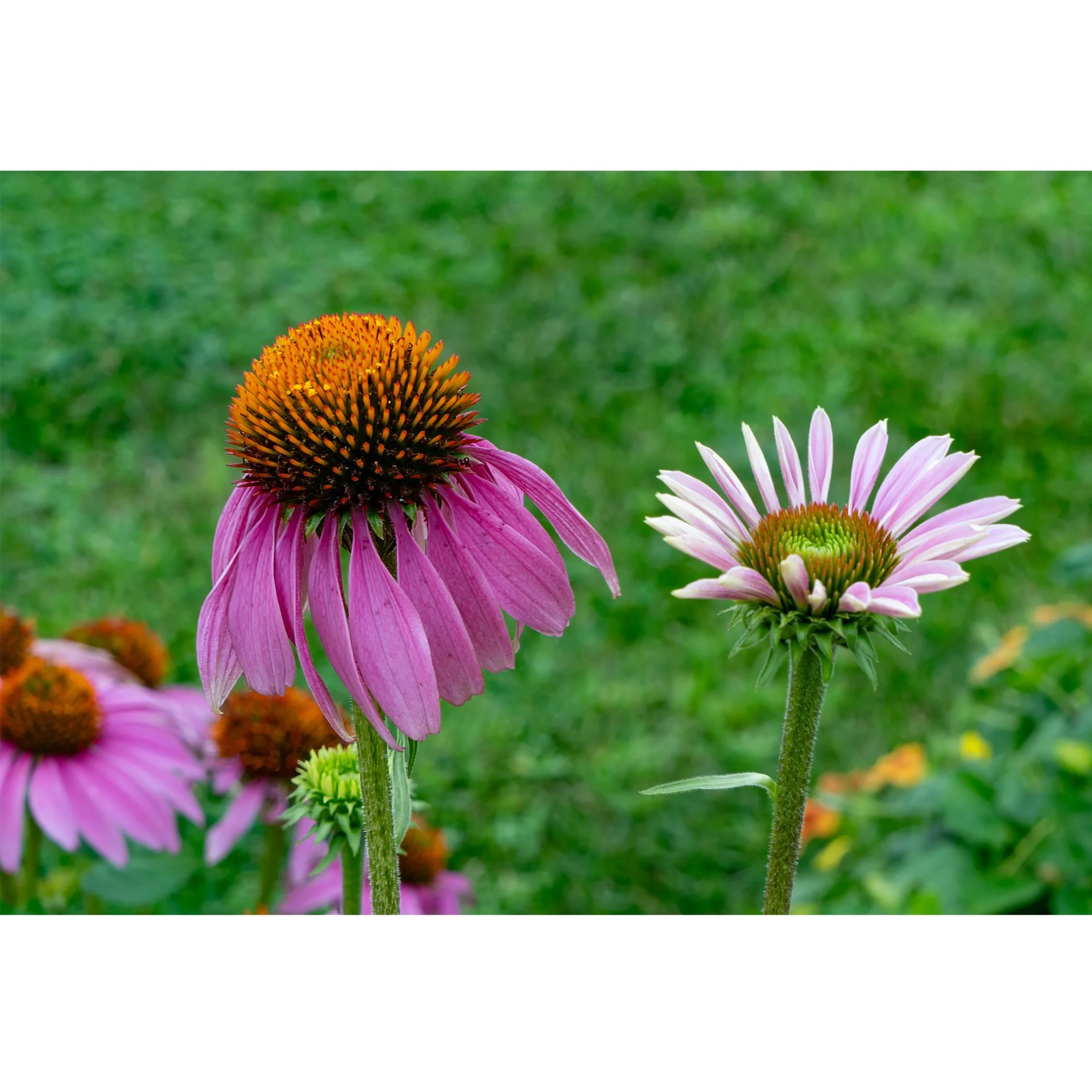 Cone Flower 3.jpg
