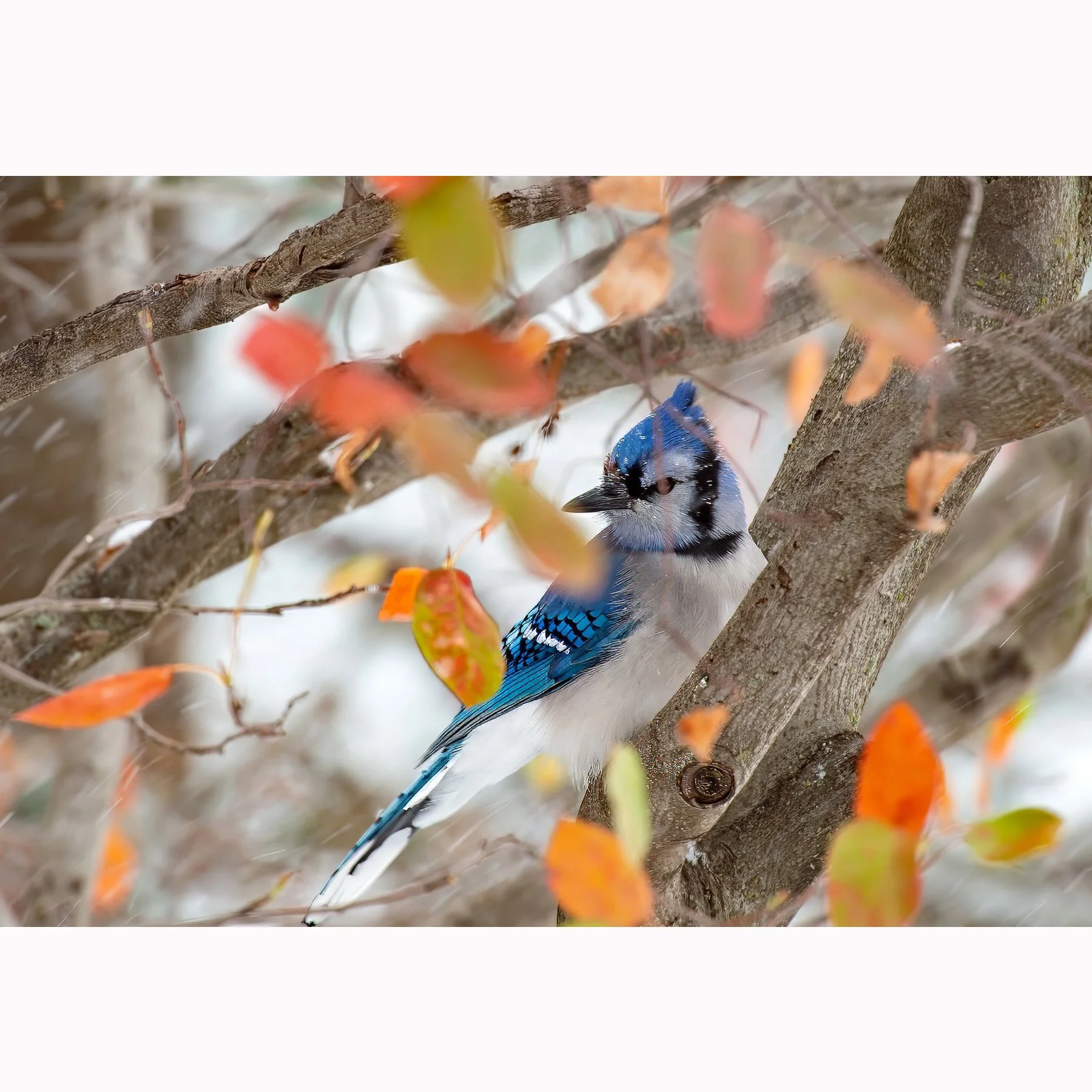 Fall Blue Jay.jpg