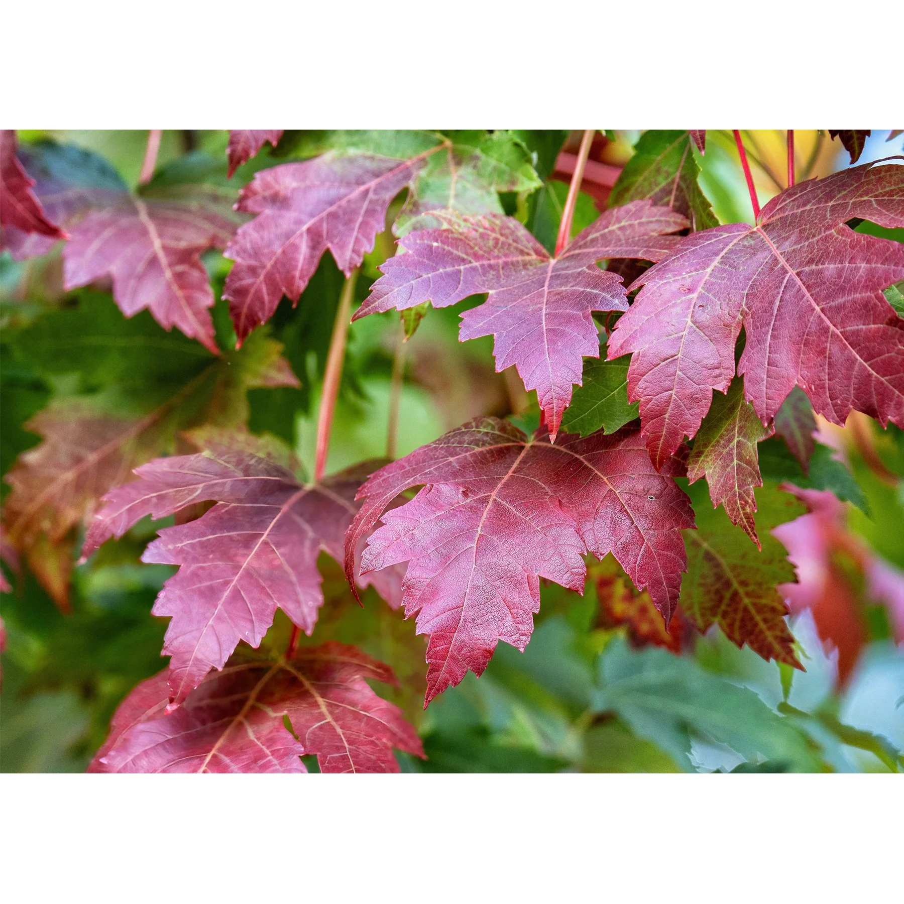 Maple Leaves 6.jpg