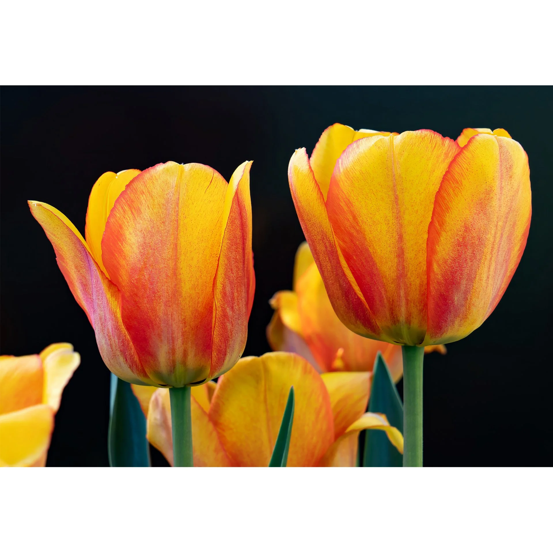 Tulips 2.jpg