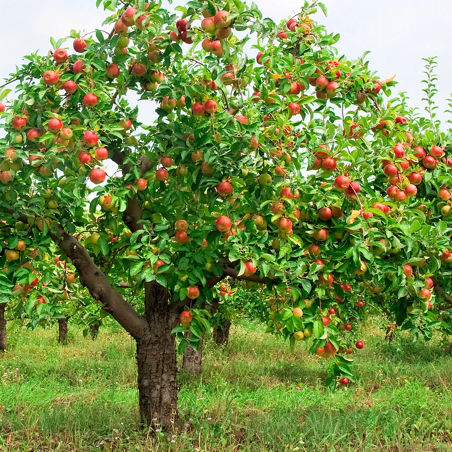 We'll call it...a redfruit bush!