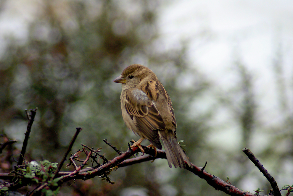 Pipit