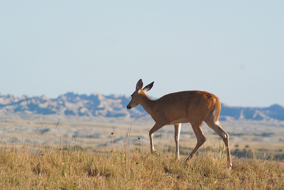 Badlands-8.jpg