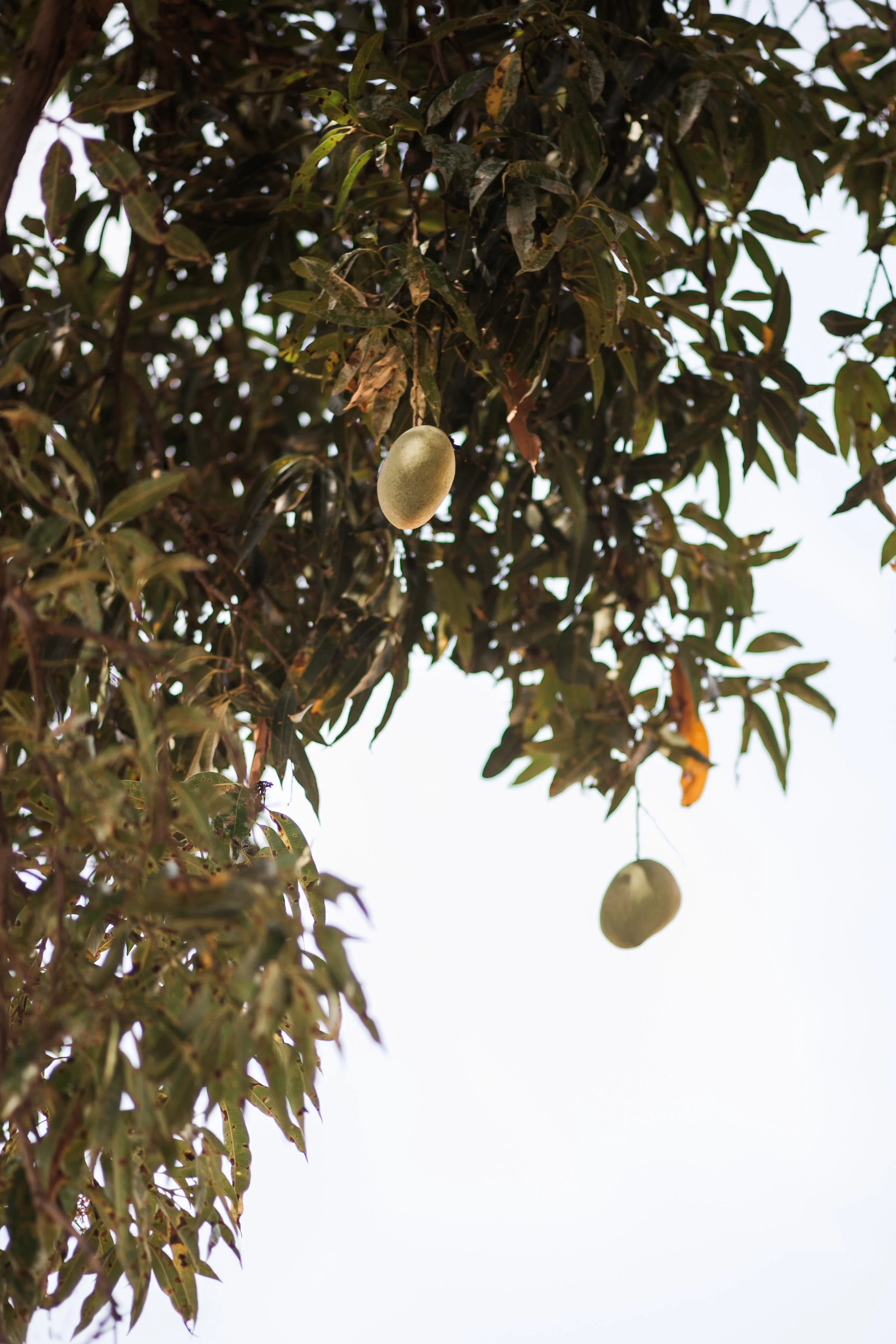 Mango Tree School was built next to a large mango tree on the property. As the founder and chair of the board, Jeremiah Rukukuye, shared about the founding of the school, "The shade of the mango tree provides refreshing and a cool breeze to whoever sits underneath it. The tree still produces fruit each year." The school follows in those footsteps and provides education and refreshing to its students.