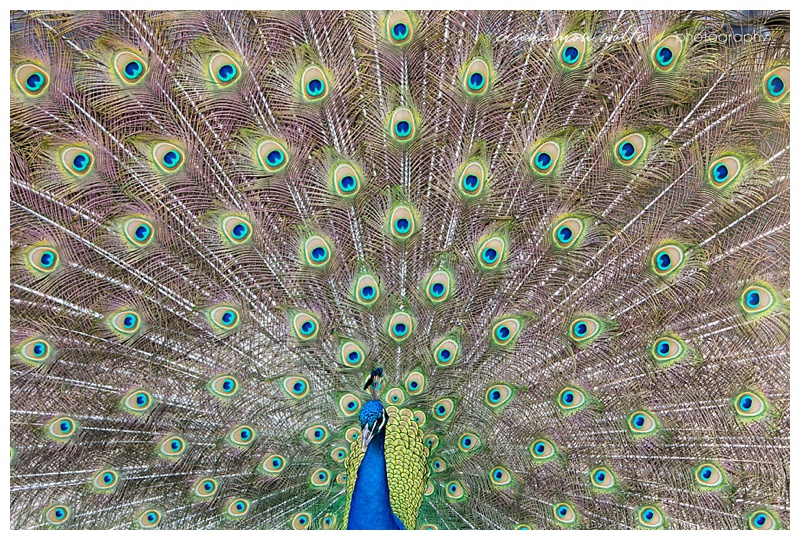 is it possible to take a bad picture of a peacock? 