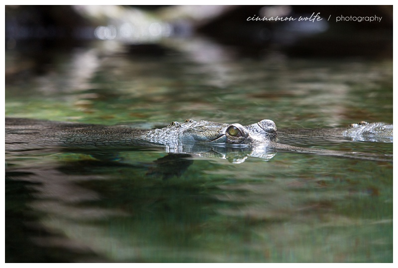 I am so in love with this picture. I just love the colors and the sharpness of the eyes in contrast with the softness of the water. I also took it through a pane of glass and you can't even tell so that's kinda cool too. 