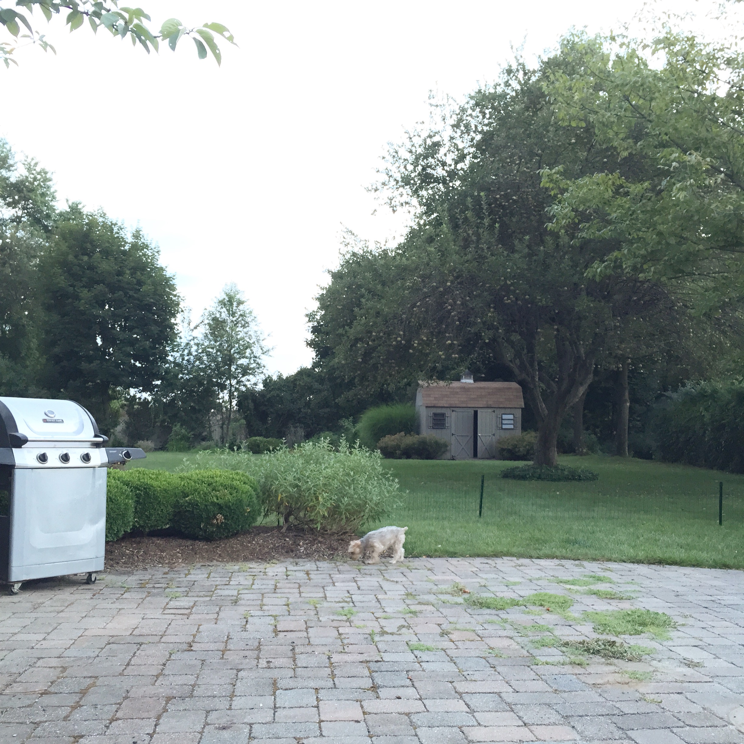 This is our backyard. Now you see why all the animals of the forest like to come hang out with us. BTW...that is Guinness, NOT a sly little fox. =) 