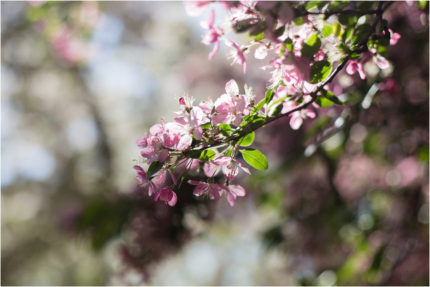 NYC Cherry Blossom 