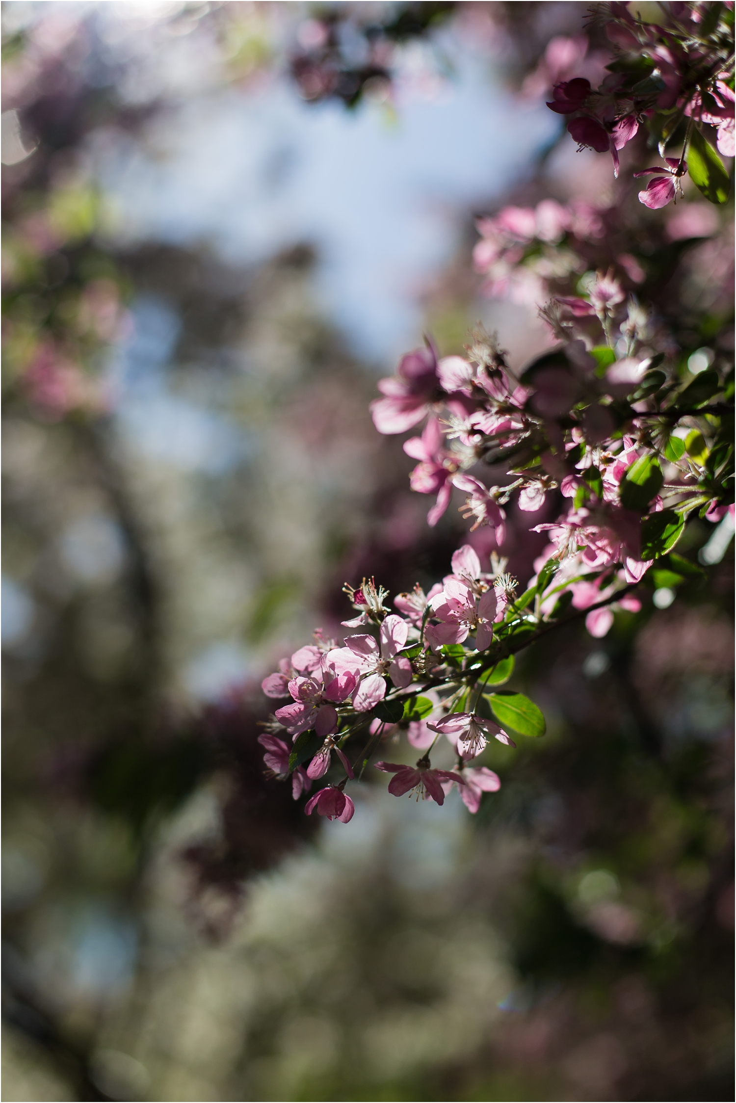 NYC Cherry Blossom 