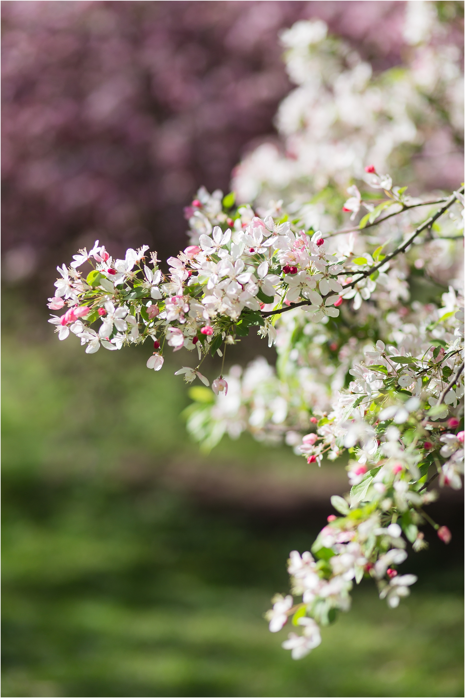 NYC Cherry Blossom 