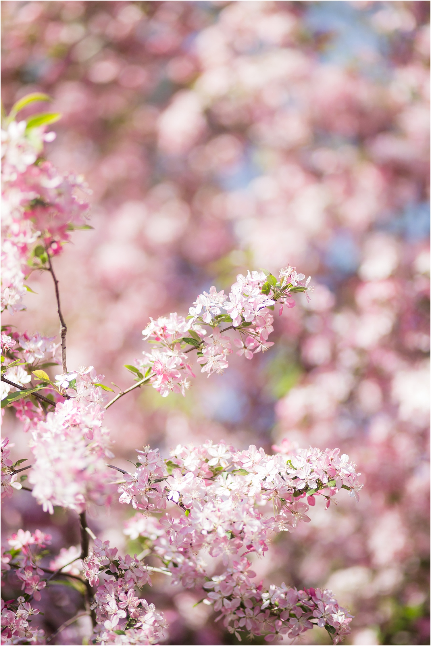 NYC Cherry Blossom 