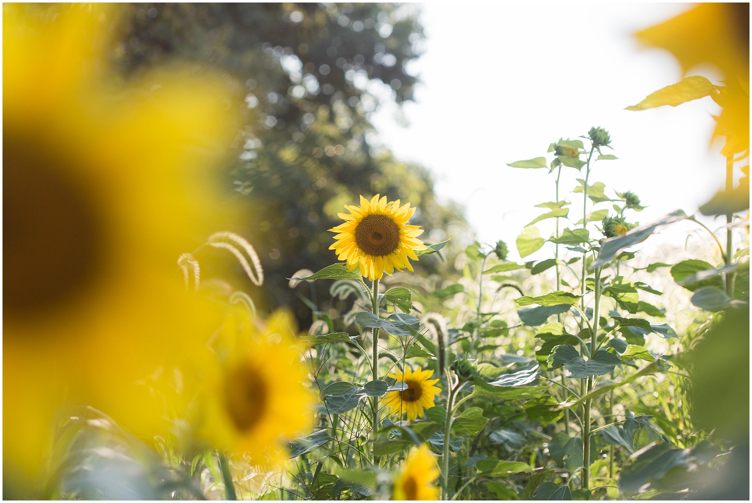 Sunflower Field Engagement Session_0112.jpg