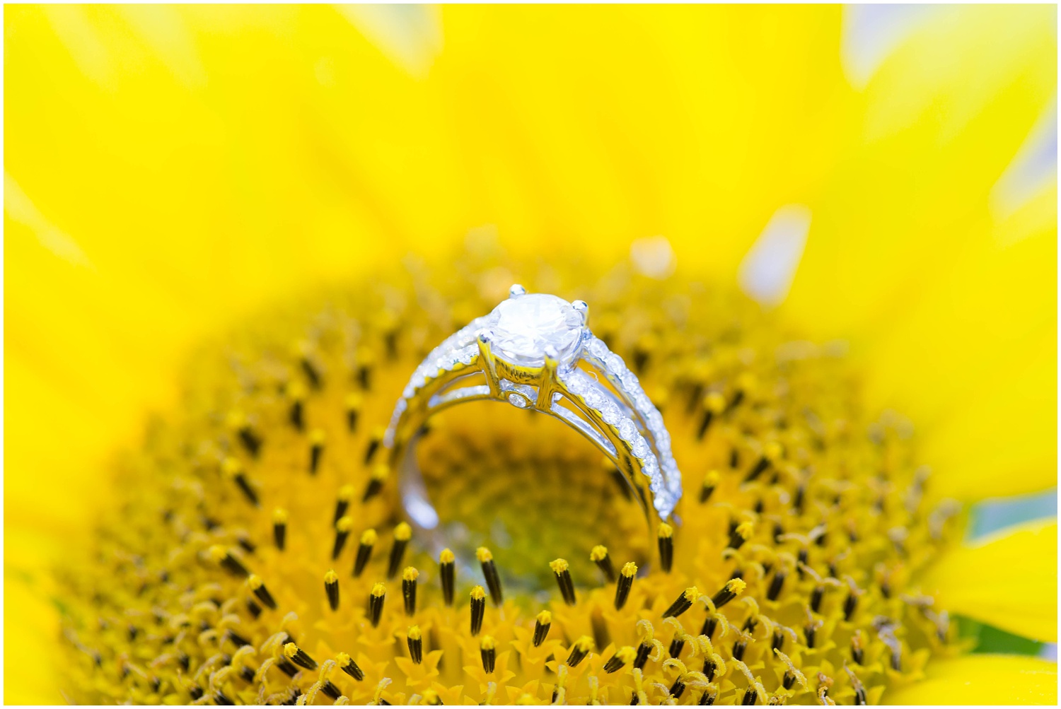 Engagement ring on a sunflower