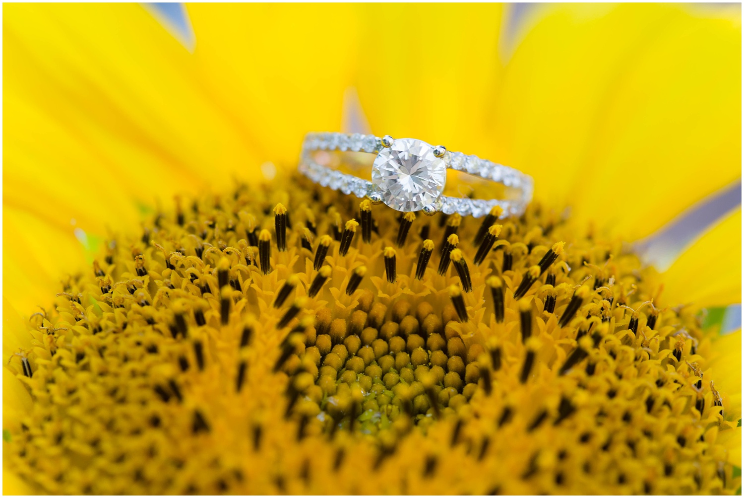 Engagement Ring on a sunflower