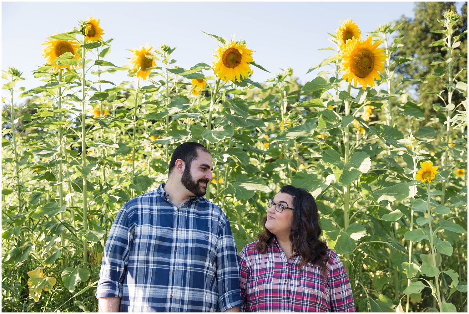 Sussex County Sunflower Maze Engagement Session North New Jersey