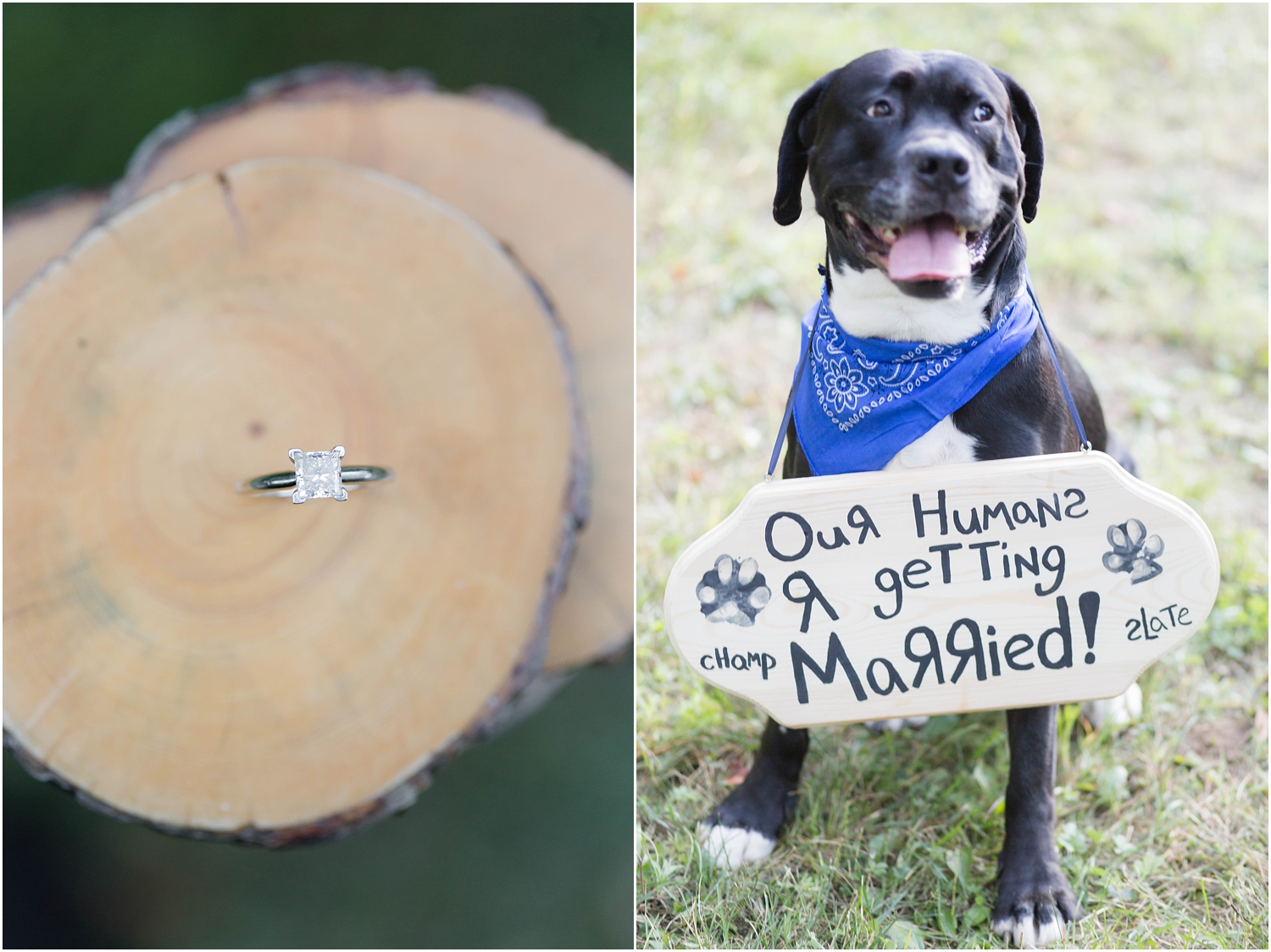 Fall engagement session in new jersey with dogs