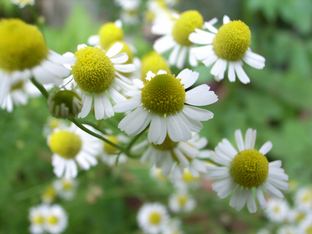 chamomile.jpg