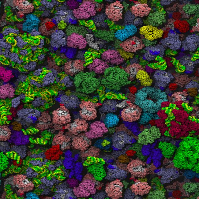 Bacteria Causes Body Odor