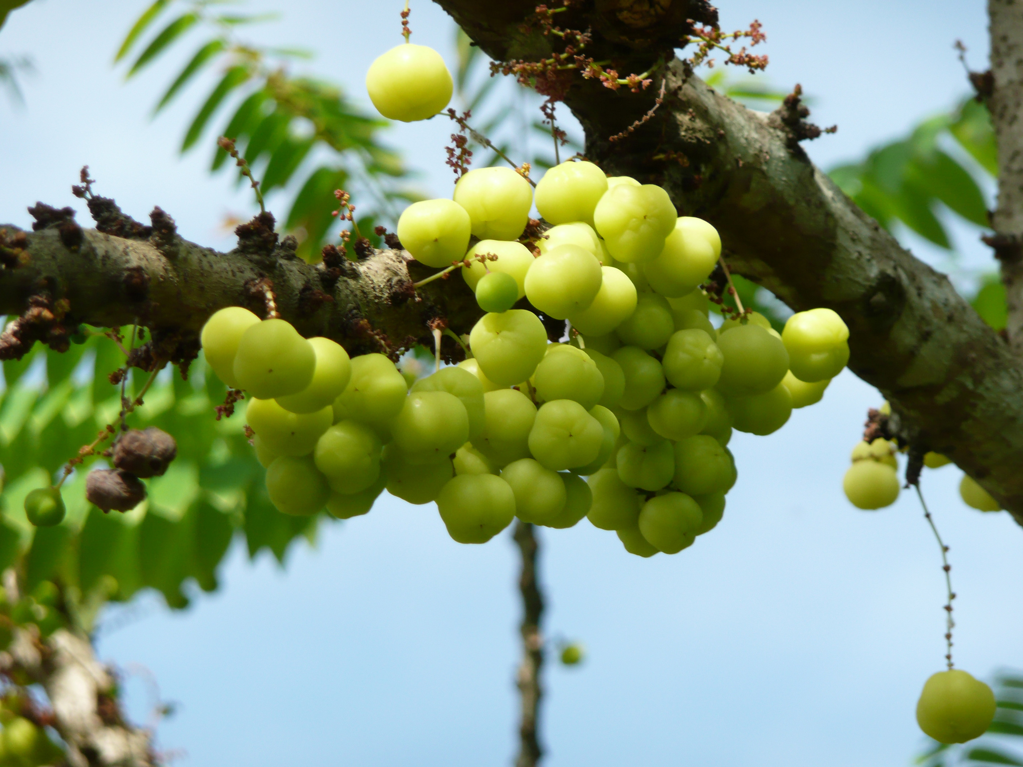 Indian Gooseberries or Amla Berries