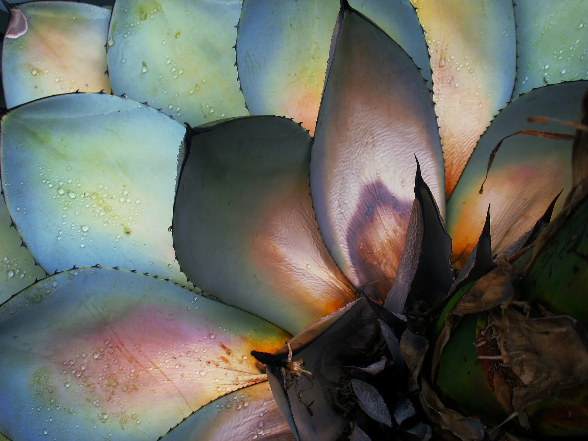 cactus-184169_1920.jpg