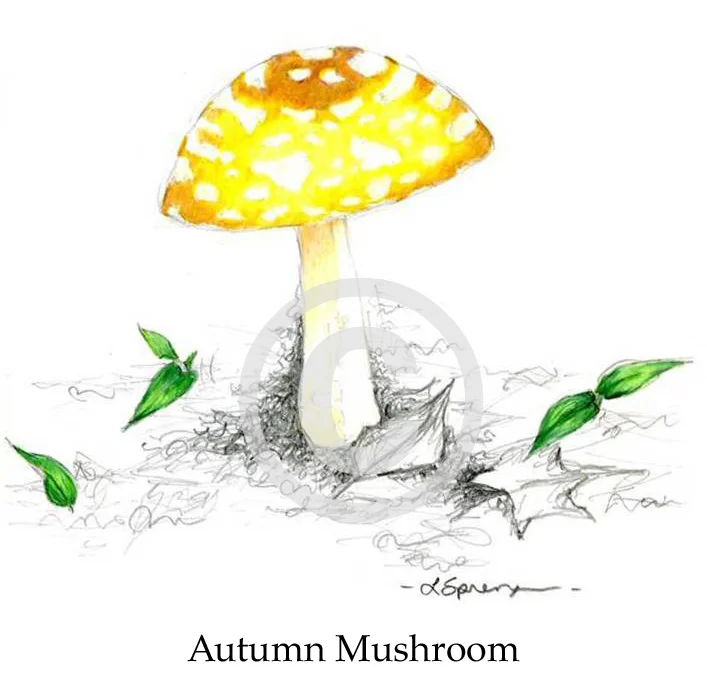 AutumnMushroomForWeb.jpg
